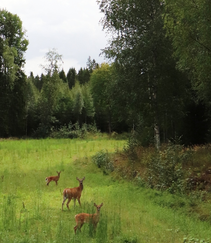 Paras pillua lähietäisyydeltä
