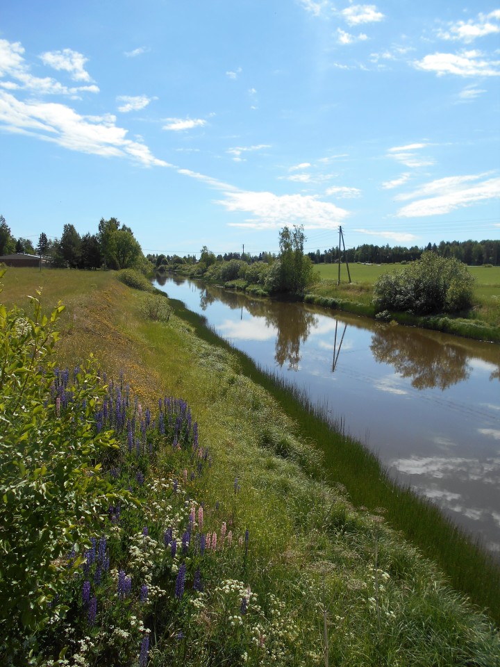 Kesäinen joenranta